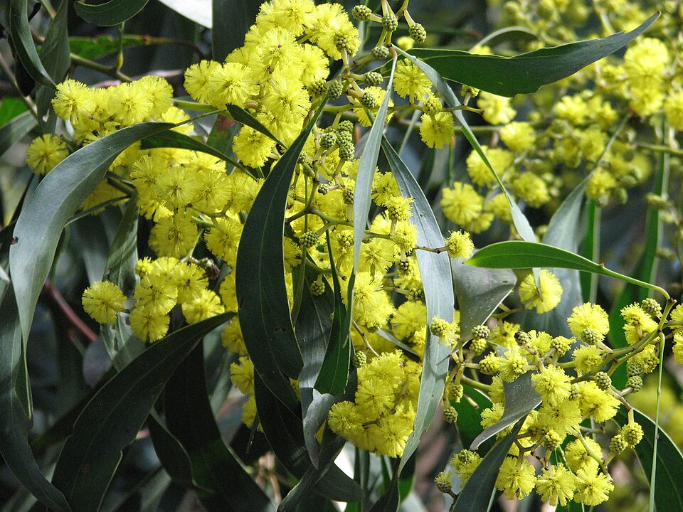 Acacia pycnantha (Golden Wattle)