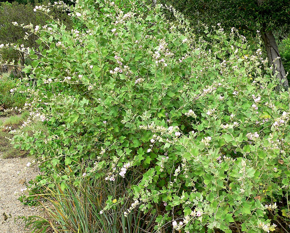 Malacothamnus fasciculatus (southern coastal bushmallow) (alternate view 7)