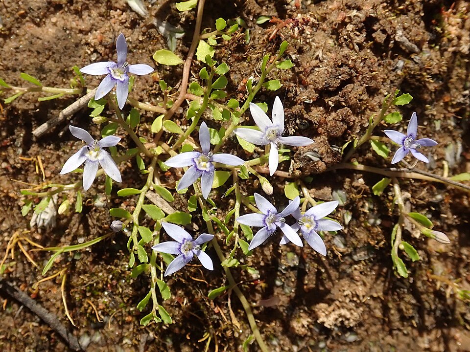 Isotoma