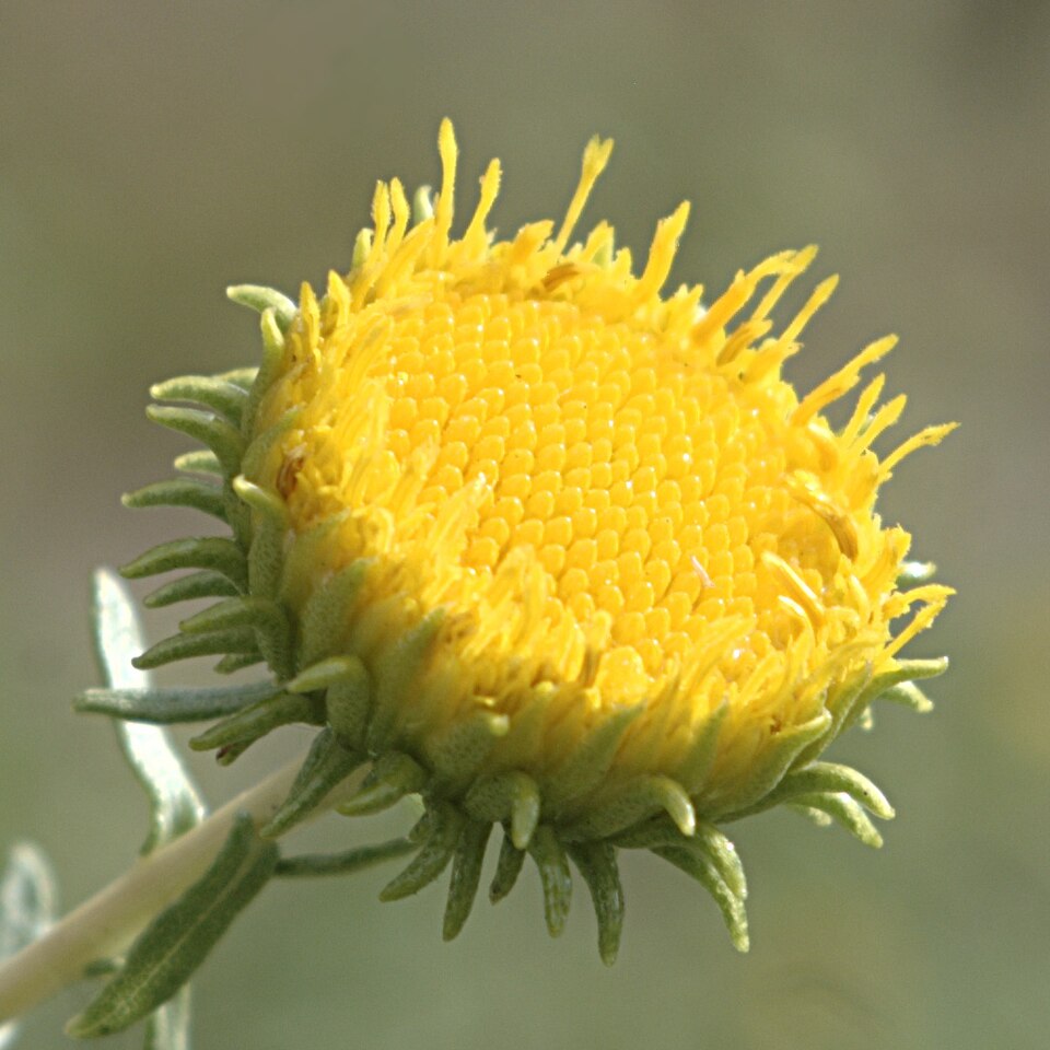 Grindelia squarrosa (Curlycup Gumweed) (alternate view 8)