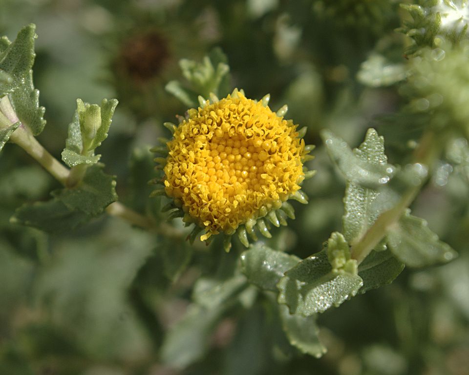 Grindelia squarrosa (Curlycup Gumweed) (alternate view 9)
