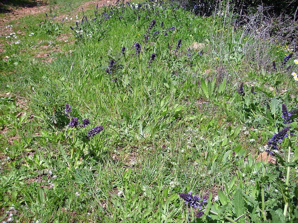 Salvia verbenaca (wild clary)