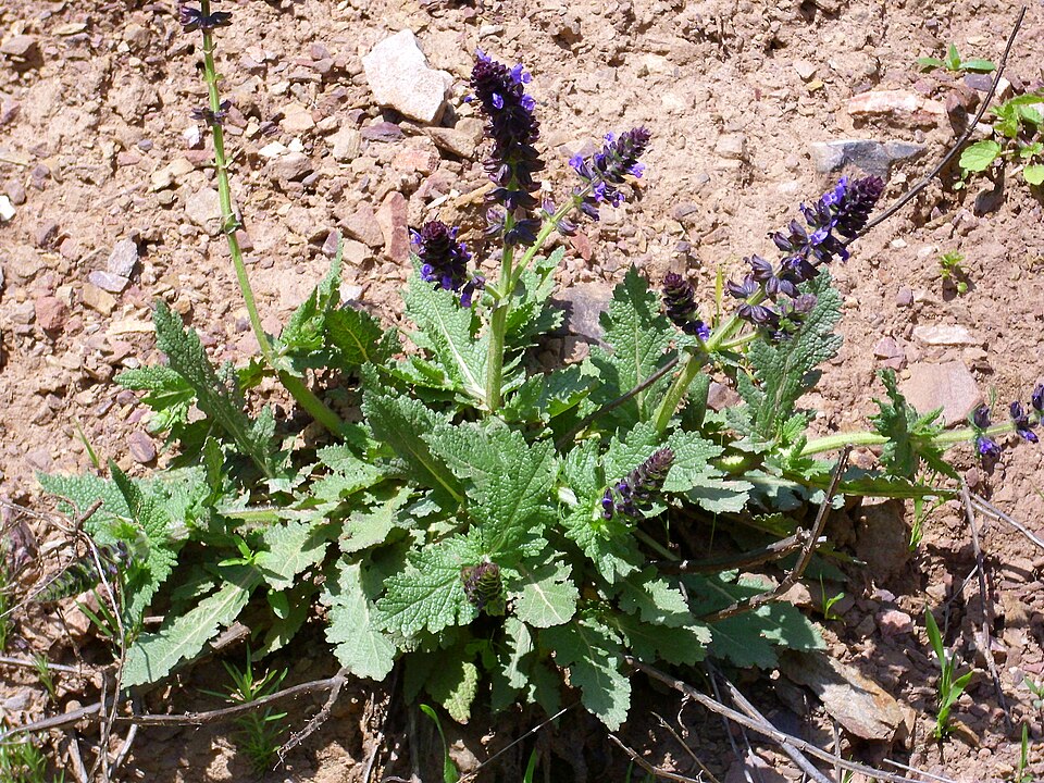 Salvia verbenaca (wild clary)