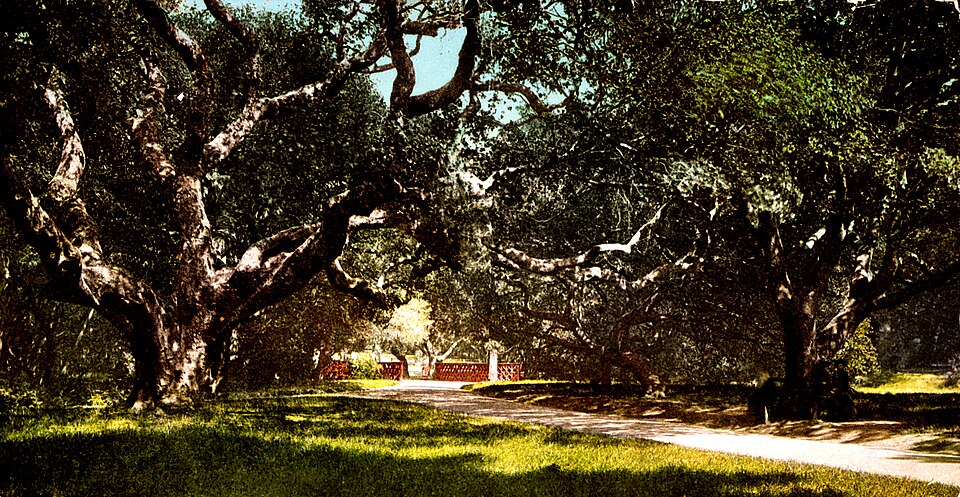 Quercus virginiana (Southern Live Oak)