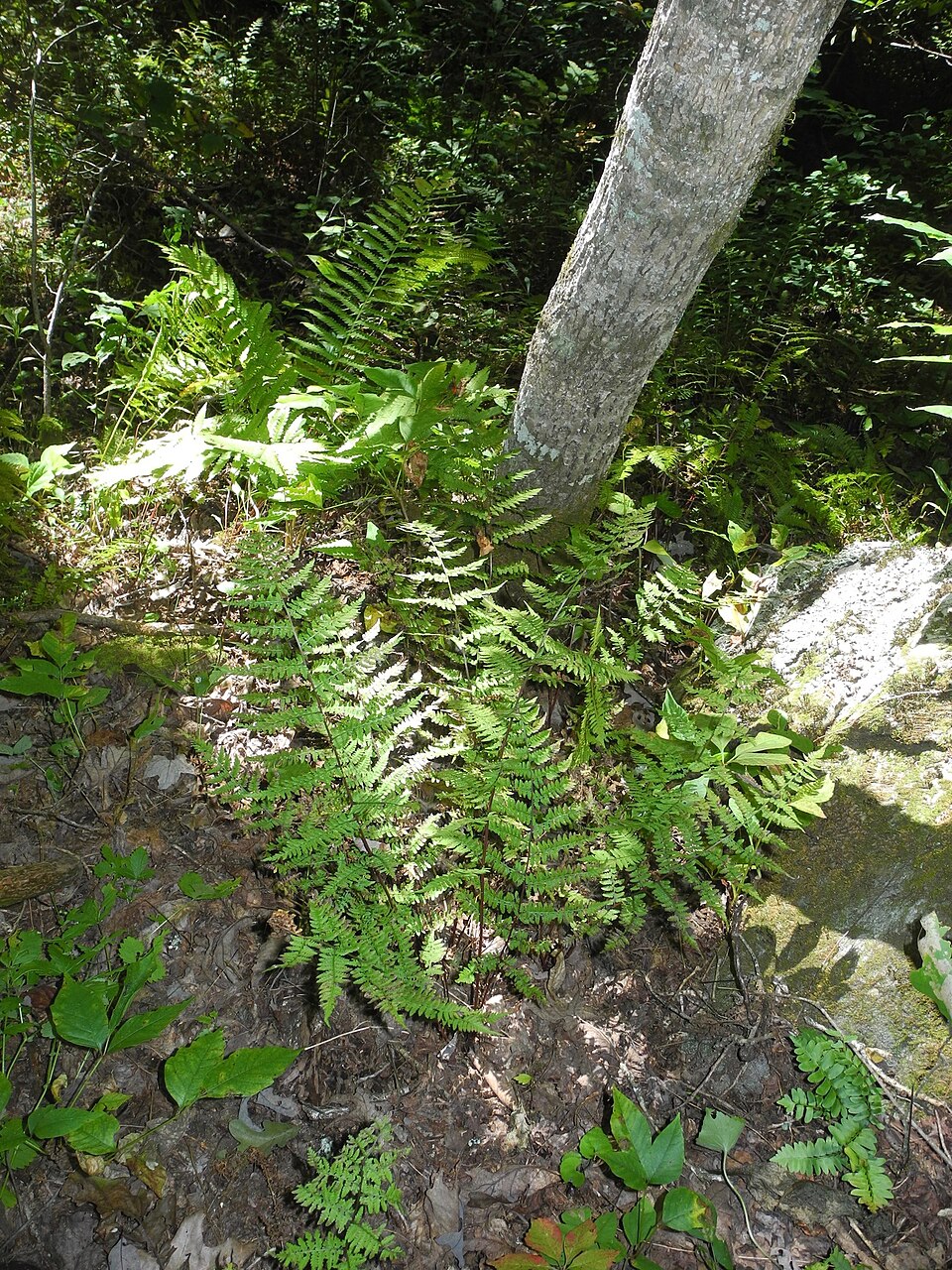 Athyrium asplenioides (southern lady fern) (alternate view 9)