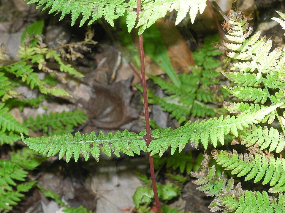 Athyrium asplenioides (southern lady fern) (alternate view 10)