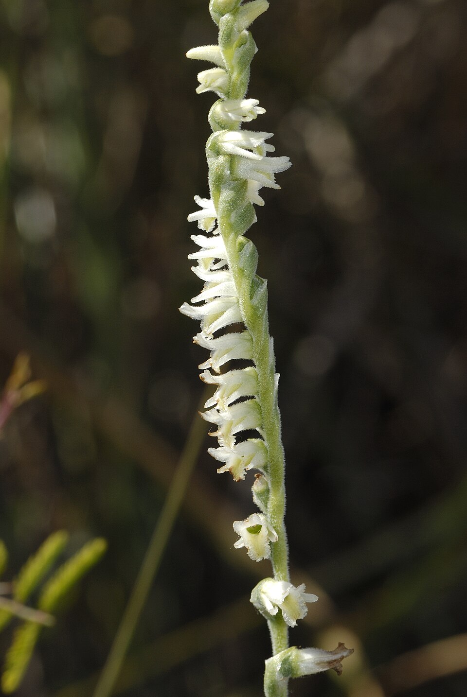 Spiranthes vernalis (Spring Ladies' Tresses) (alternate view 6)