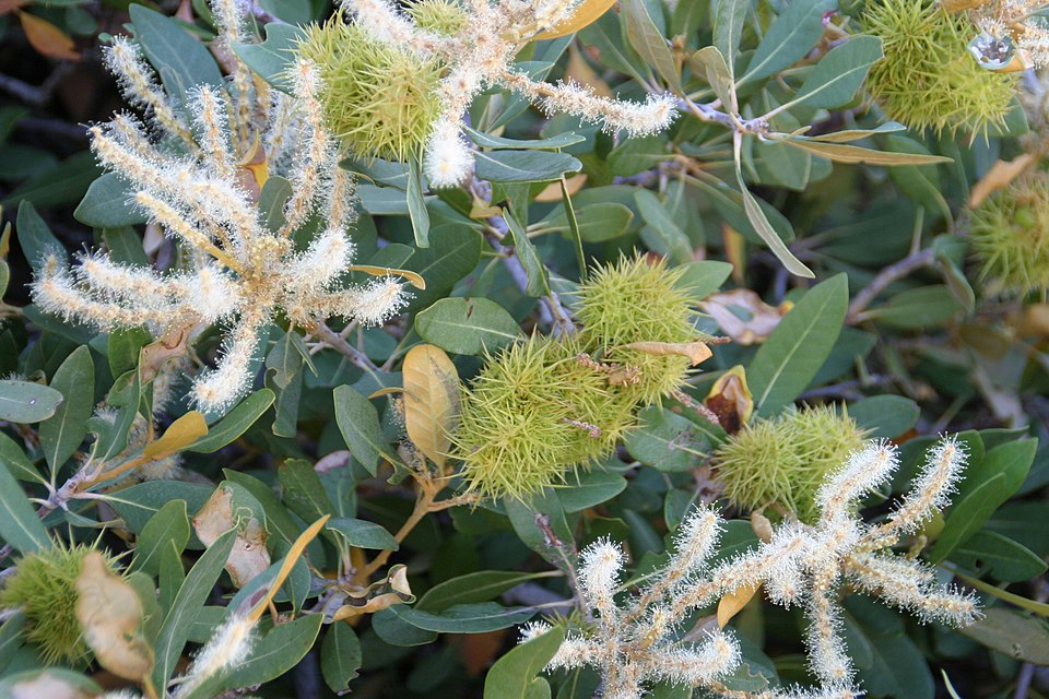 Chrysolepis sempervirens (bush chinquapin) (alternate view 6)