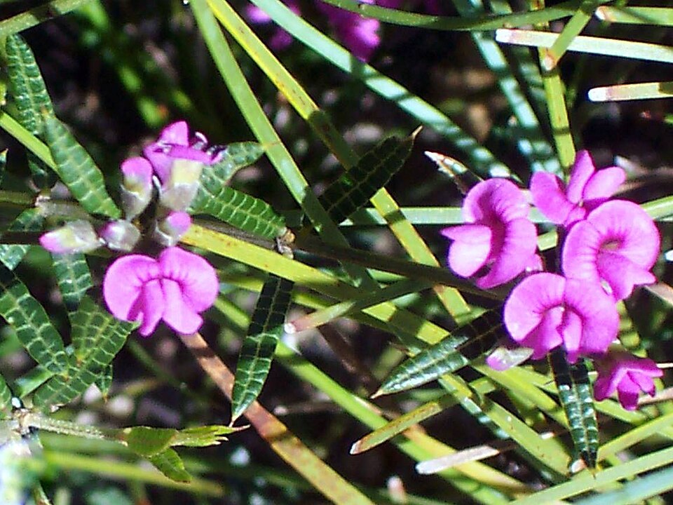 Mirbelia rubiifolia (Heathy Mirbelia) (alternate view 6)