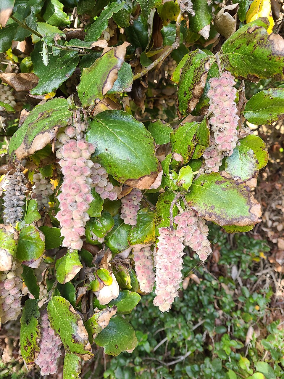 Garrya elliptica (coast silktassel) (alternate view 6)