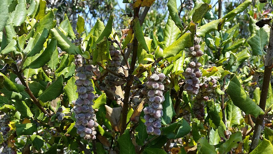 Garrya elliptica (coast silktassel) (alternate view 7)