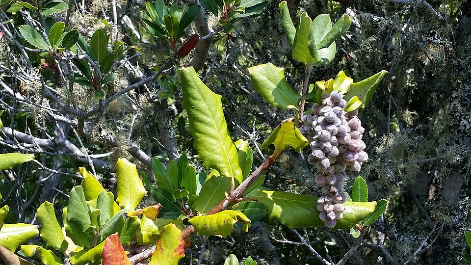 Garrya elliptica (coast silktassel) (alternate view 8)