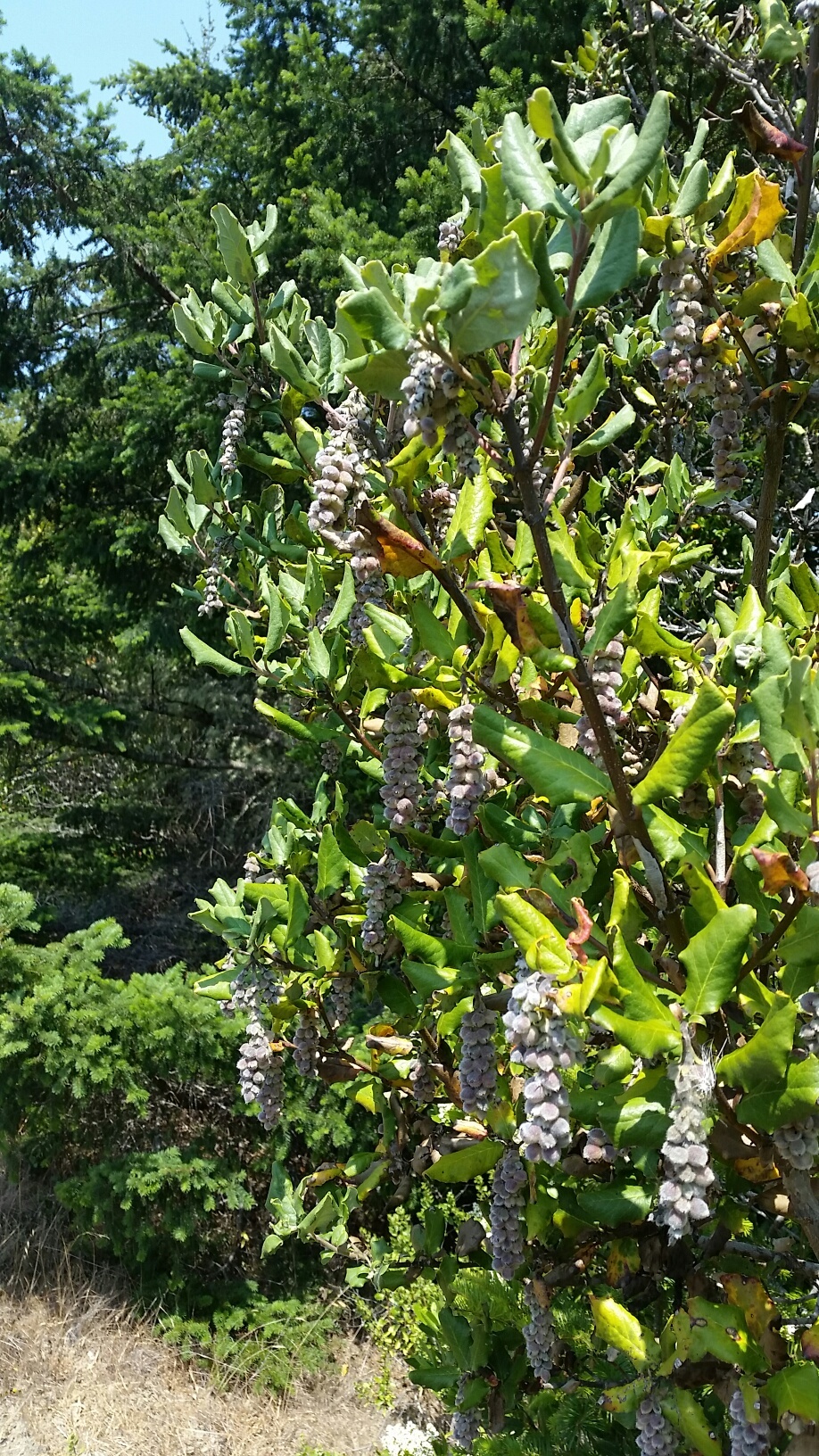 Garrya elliptica (coast silktassel) (alternate view 9)