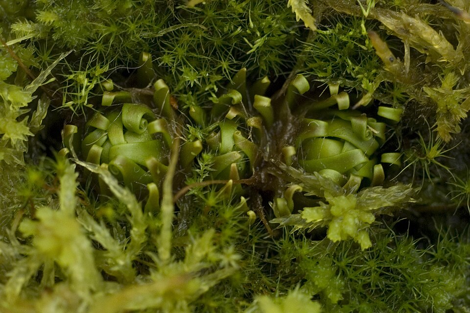 Drosera (Sundews) (alternate view 5)