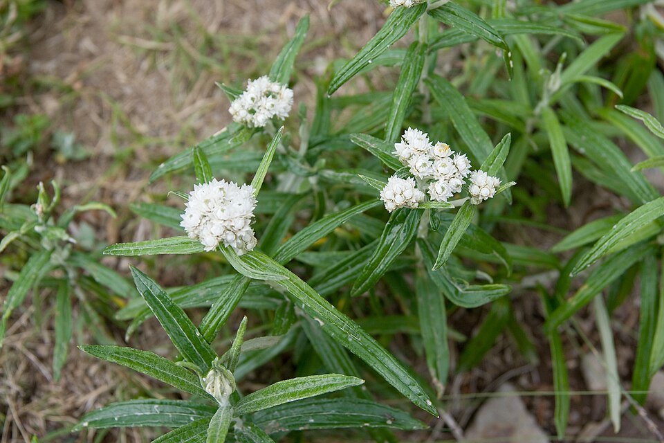 Anaphalis margaritacea (pearly everlasting) (alternate view 8)