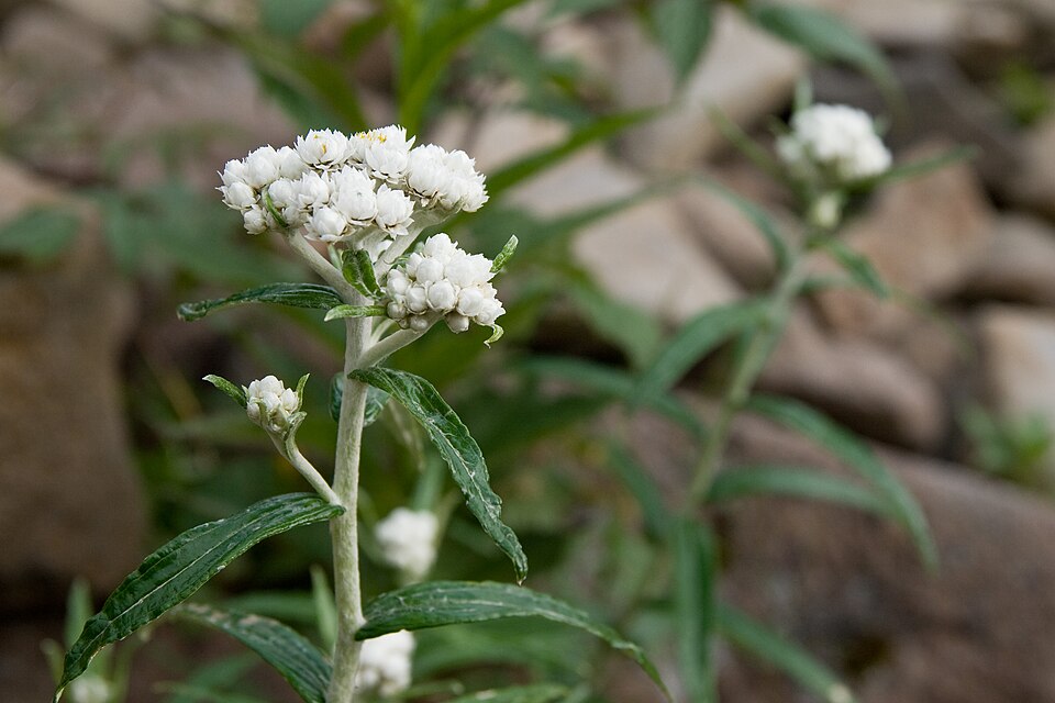 Anaphalis margaritacea (pearly everlasting) (alternate view 9)