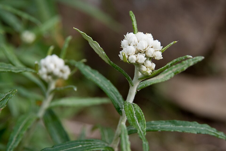 Anaphalis margaritacea (pearly everlasting) (alternate view 10)