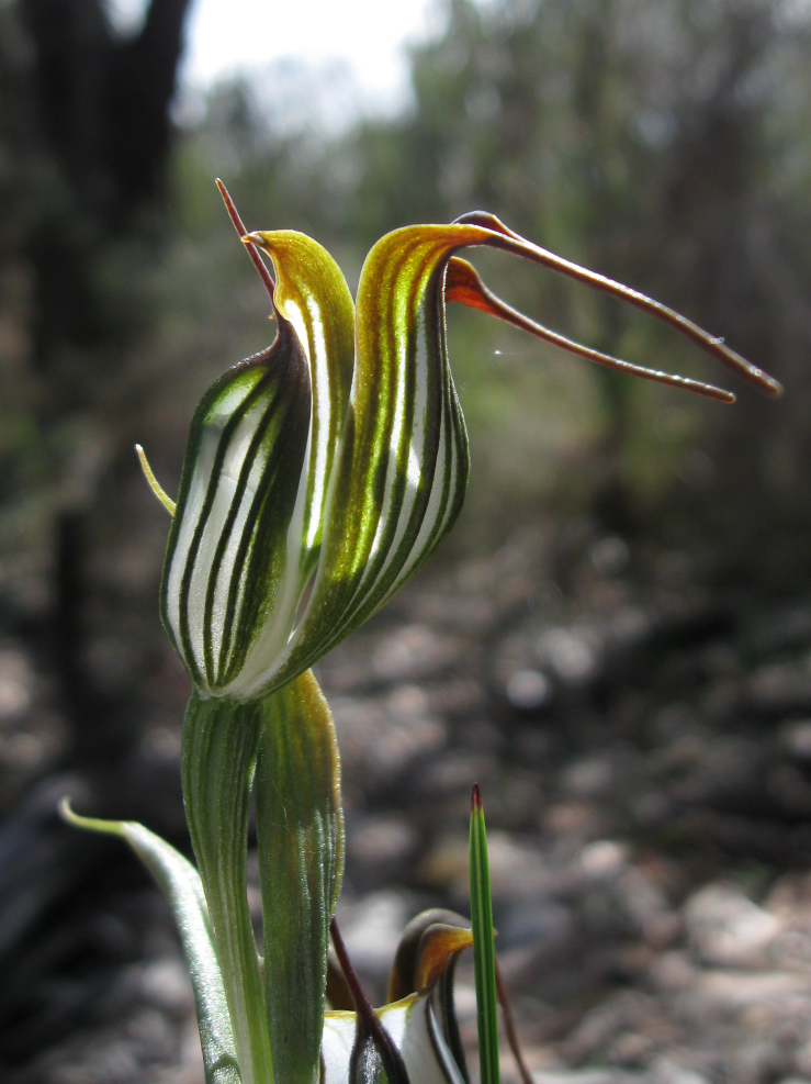 Pterostylis recurva (jug orchid) (alternate view 2)