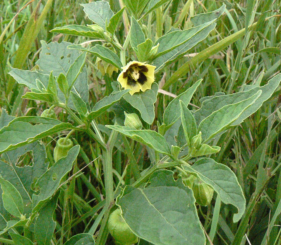 Physalis heterophylla (clammy groundcherry) (alternate view 4)