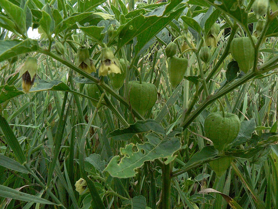 Physalis heterophylla (clammy groundcherry) (alternate view 5)