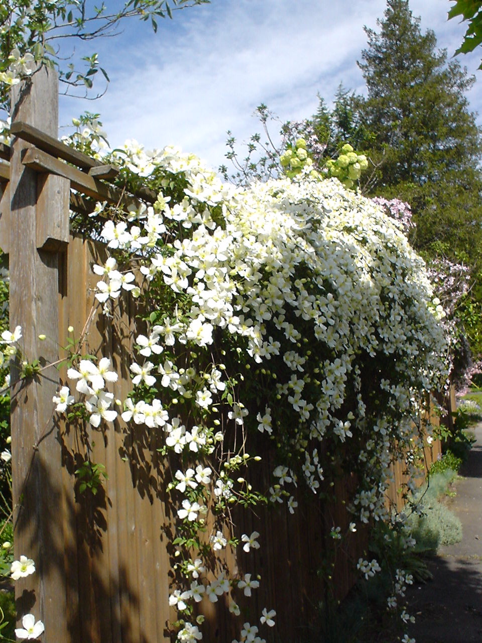 Clematis montana, Himalayan clematis — climbing deciduous (Ranunculaceae) (image 1 of 10)