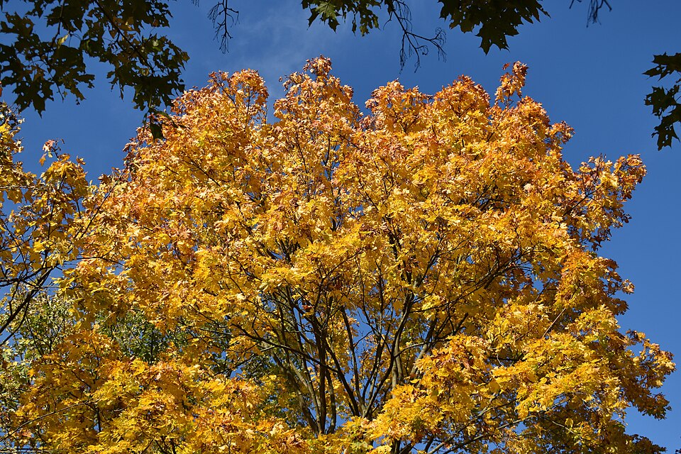 Acer (maples) (alternate view 8)