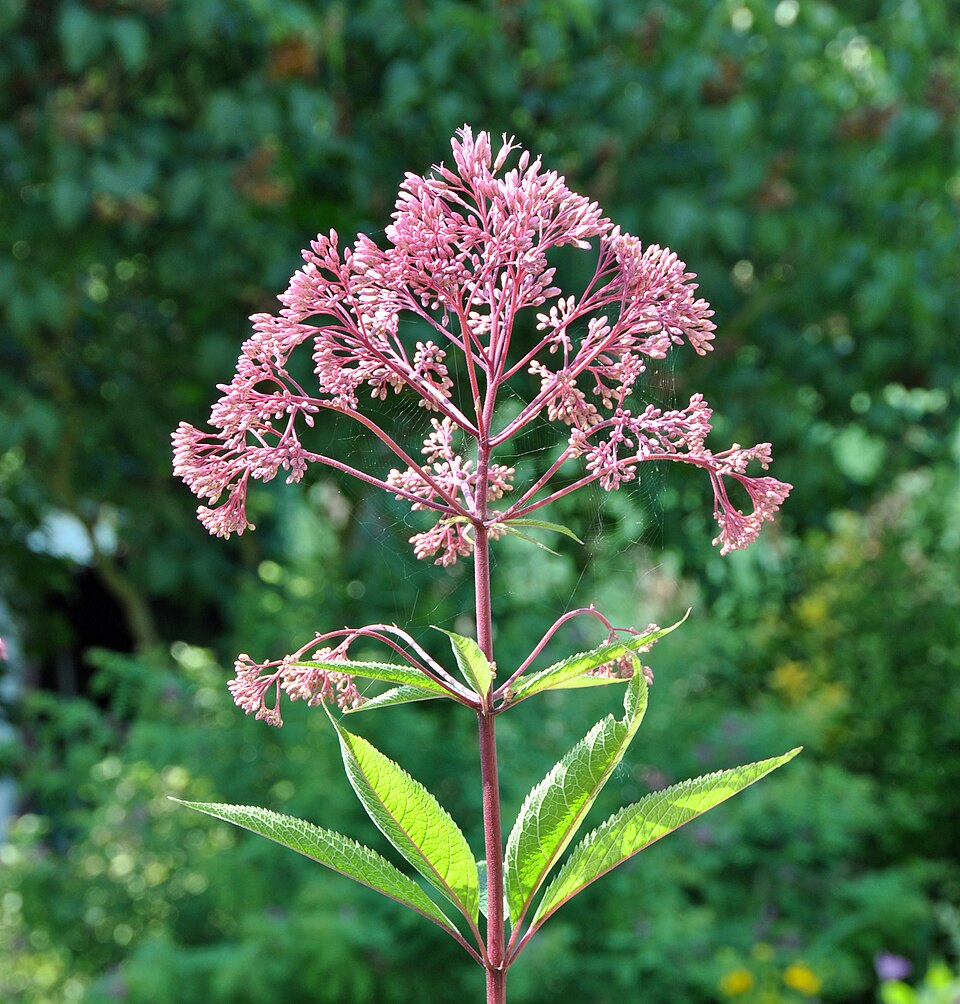 Eutrochium maculatum (Spotted Joe Pye Weed) (alternate view 7)