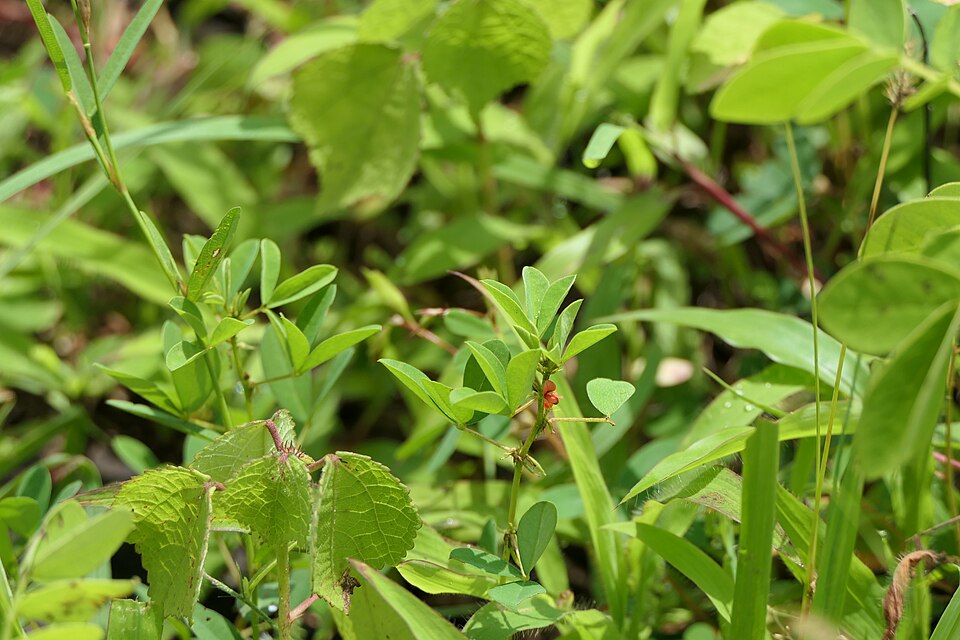 Indigofera (Indigos) (alternate view 4)
