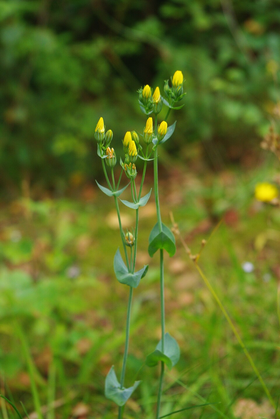 Blackstonia perfoliata (Yellow-wort)