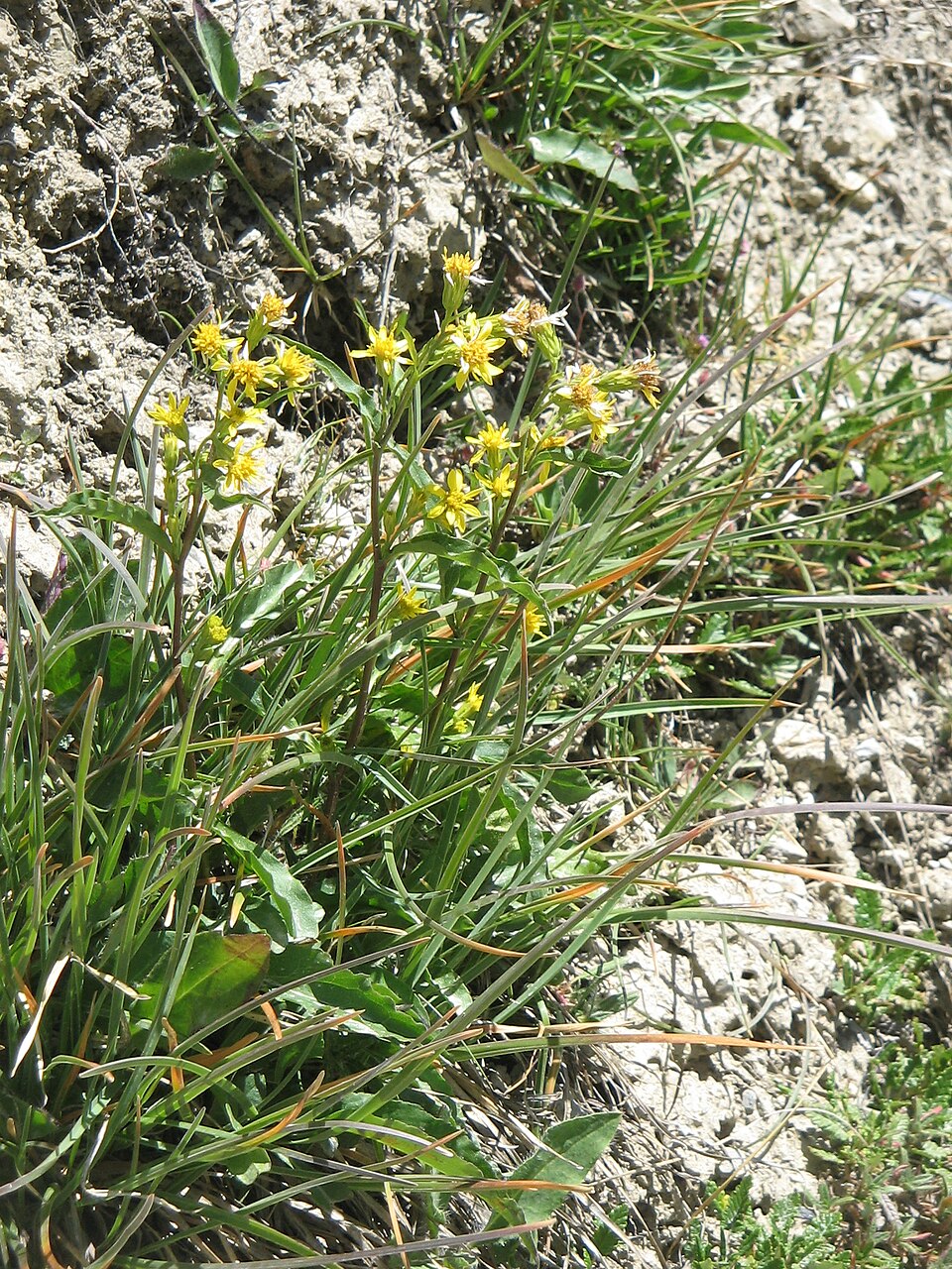 Solidago virgaurea (European goldenrod)
