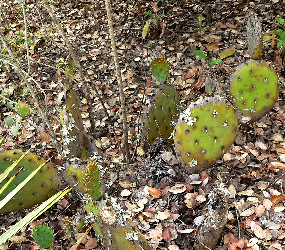 Opuntia littoralis (Coastal Pricklypear) (alternate view 10)