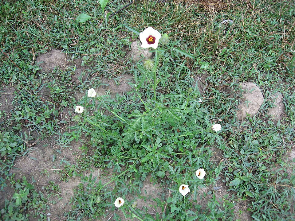 Hibiscus trionum (flower-of-an-hour) (alternate view 8)