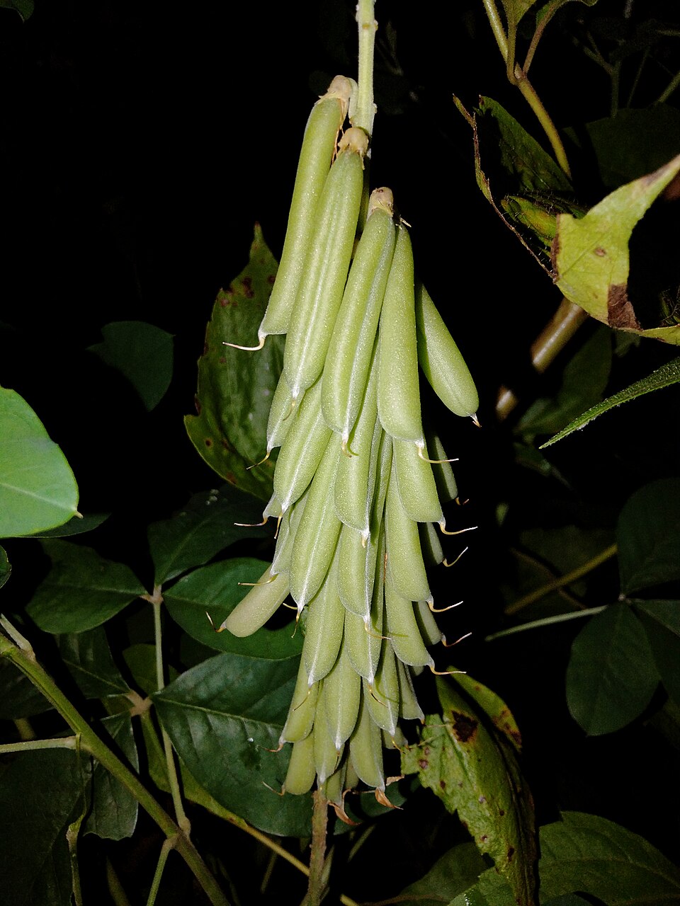 Crotalaria (Rattlepods) (alternate view 7)