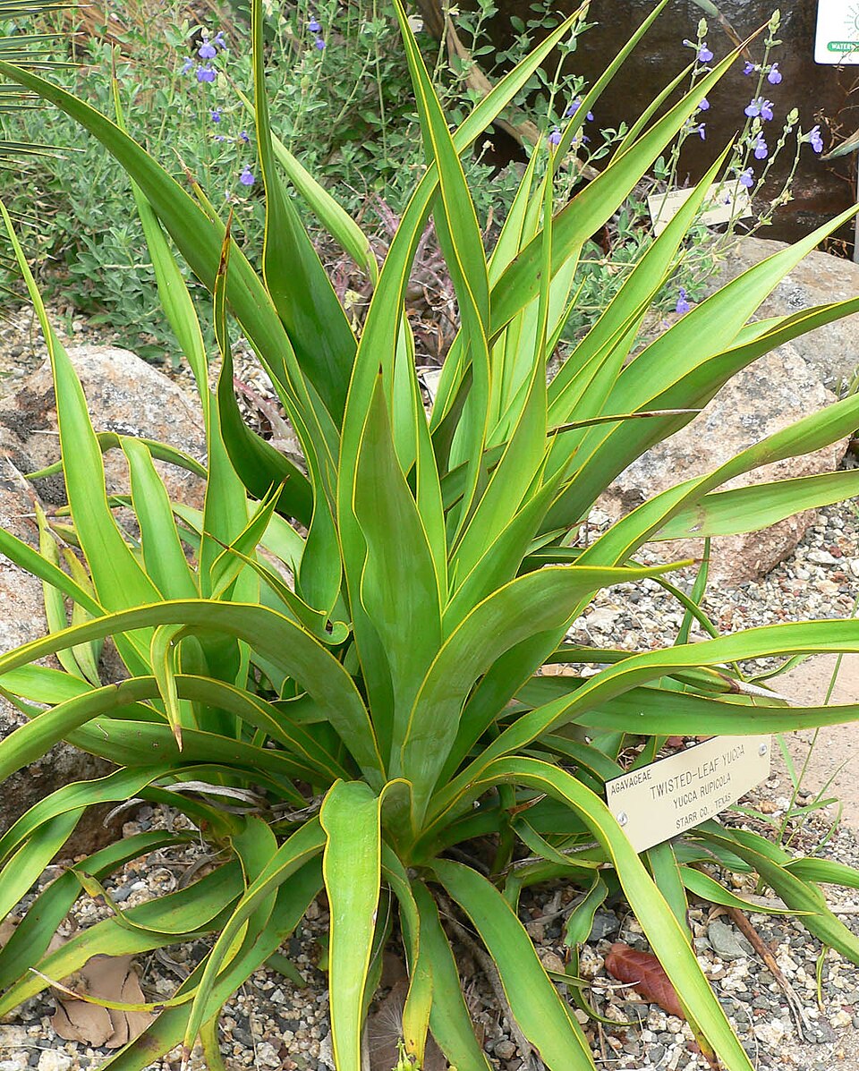 Yucca rupicola (Twisted-leaf Yucca)