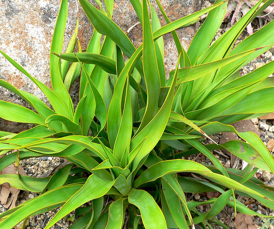 Yucca rupicola (Twisted-leaf Yucca) (alternate view 2)