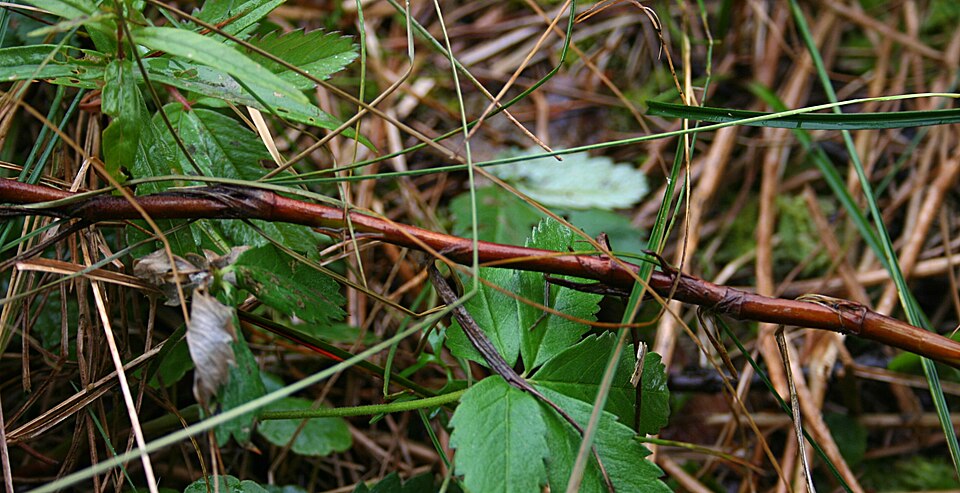 Comarum palustre (marsh cinquefoil) (alternate view 6)