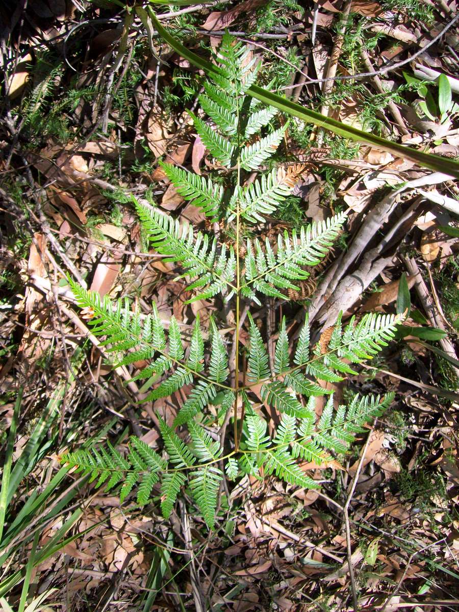 Pteridium esculentum (Austral Bracken) (alternate view 2)