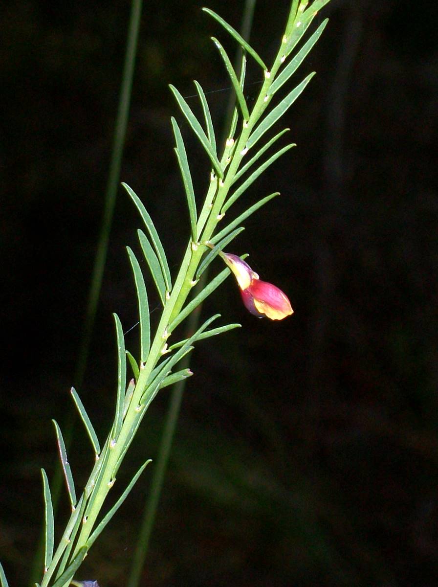Bossiaea heterophylla (Variable Bossiaea) (alternate view 6)