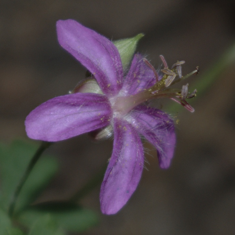Geranium caespitosum (pinewoods geranium) (alternate view 5)