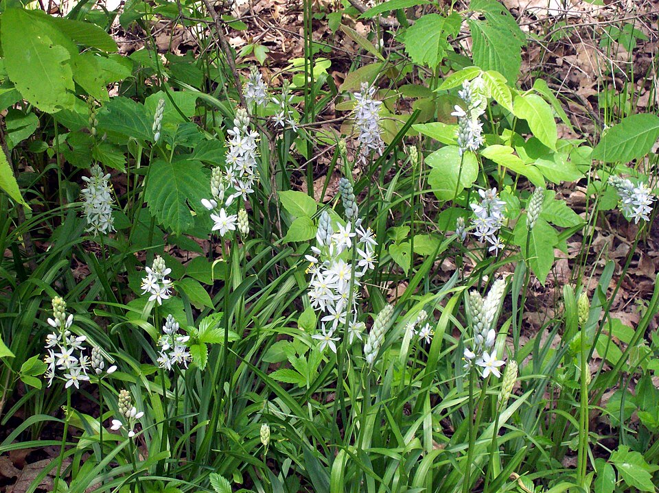 Camassia scilloides (Atlantic camas) (alternate view 3)