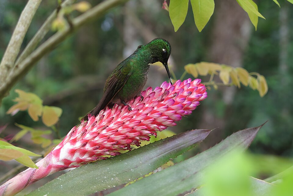 Aechmea