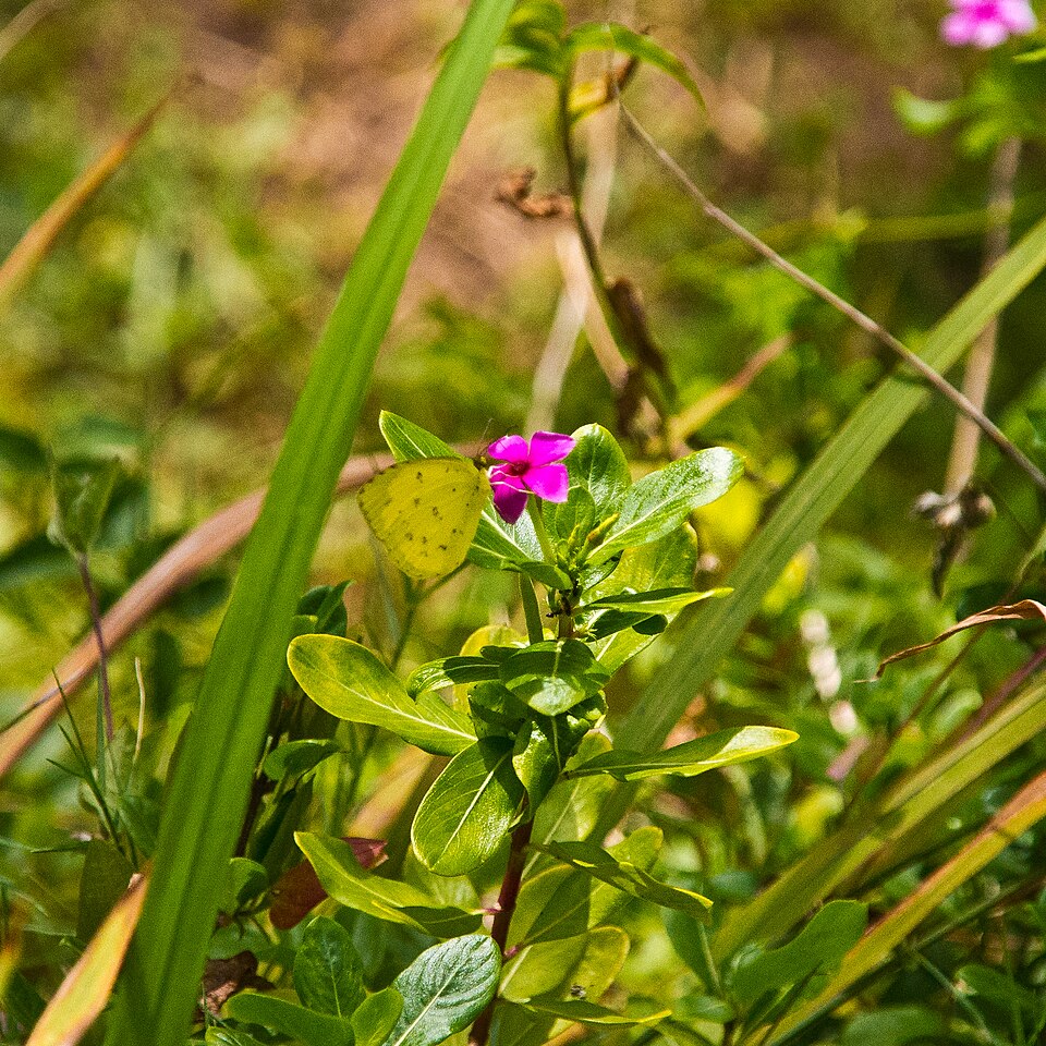 Catharanthus (Periwinkle)
