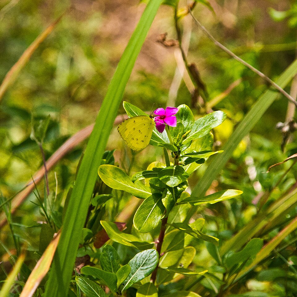 Catharanthus (Periwinkle) (alternate view 2)