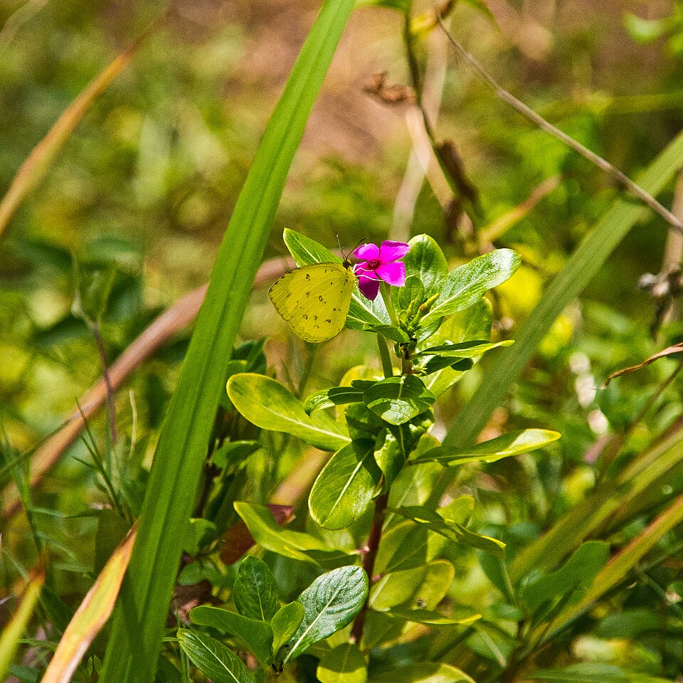 Catharanthus (Periwinkle) (alternate view 3)