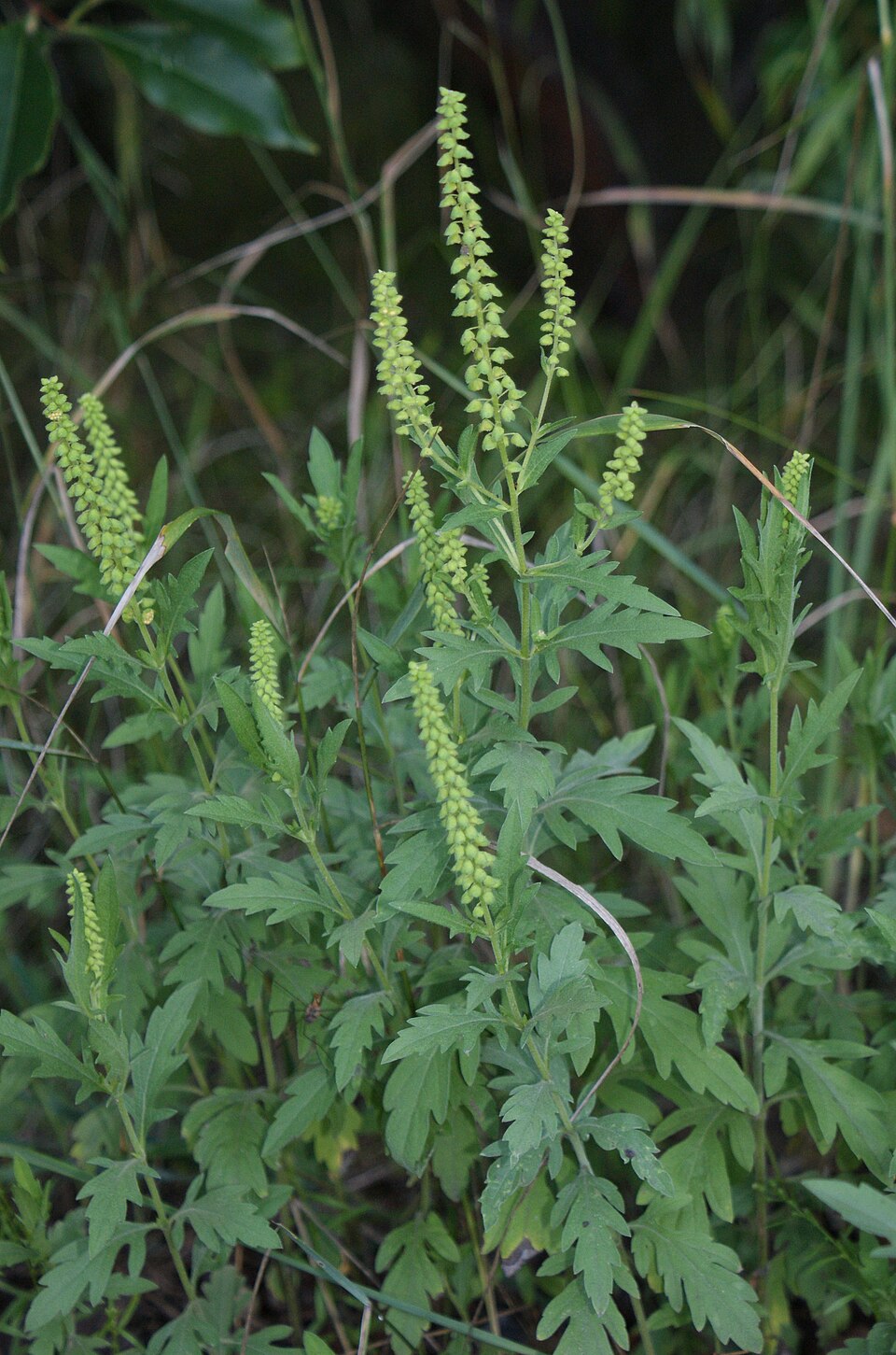 Ambrosia psilostachya (western ragweed)