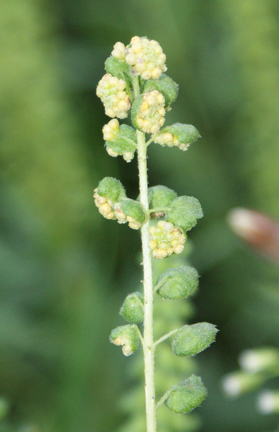 Ambrosia psilostachya (western ragweed)
