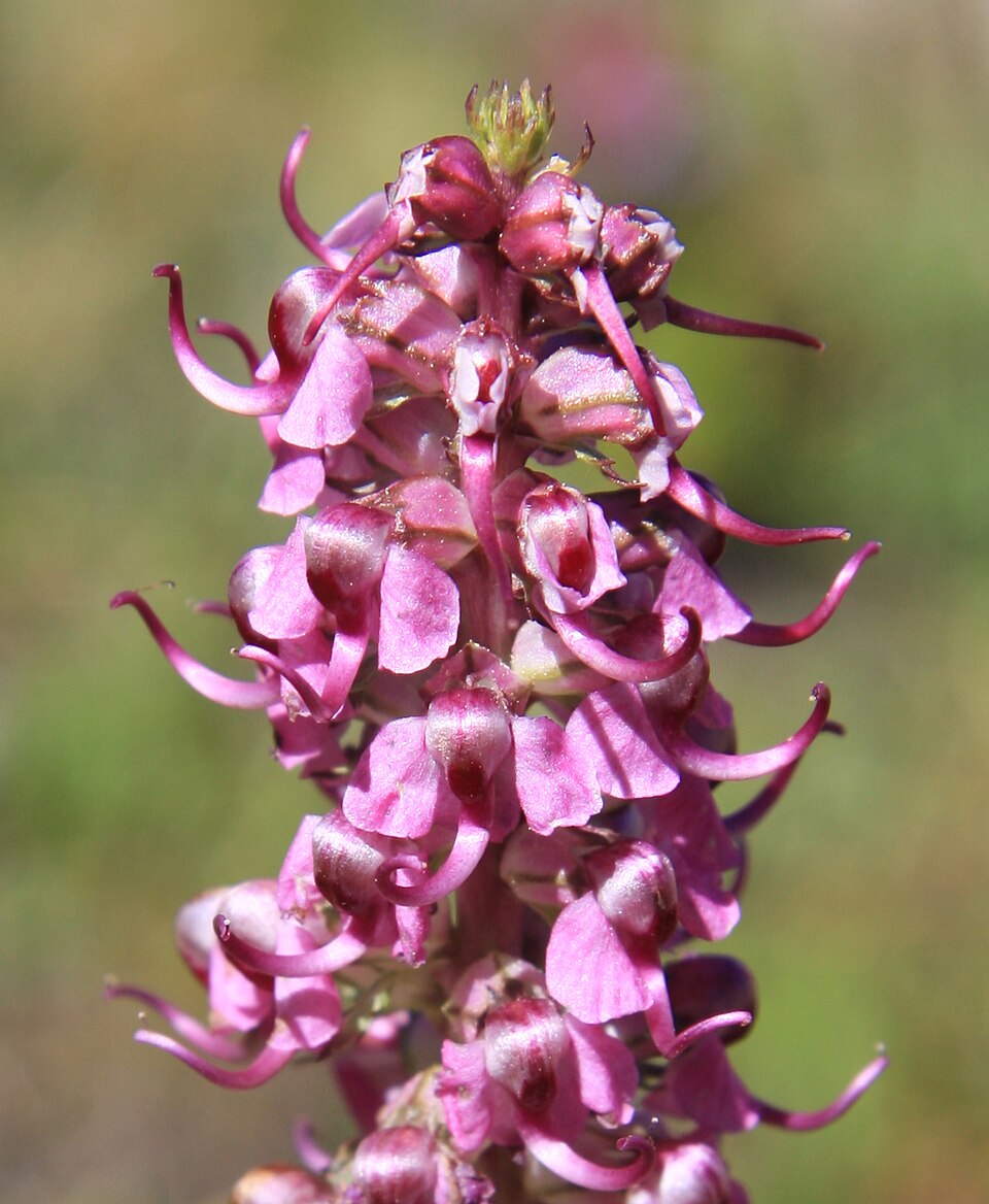 Pedicularis groenlandica (Elephant's-Head lousewort) (alternate view 6)