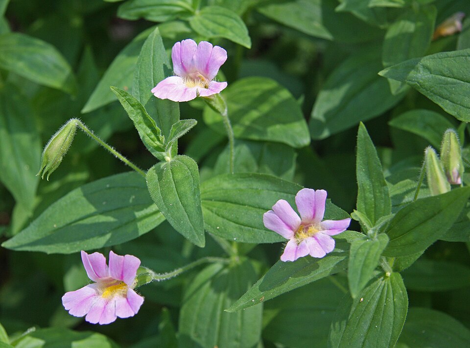 Erythranthe lewisii (Great Purple Monkeyflower) (alternate view 8)