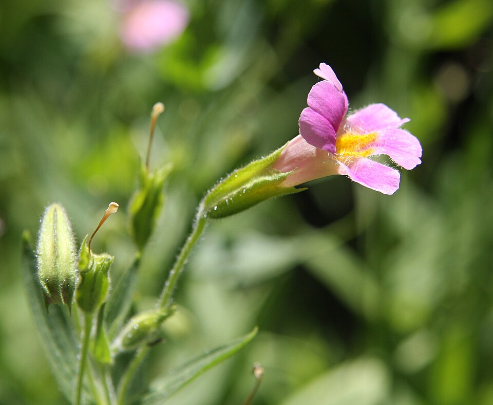 Erythranthe lewisii (Great Purple Monkeyflower) (alternate view 9)
