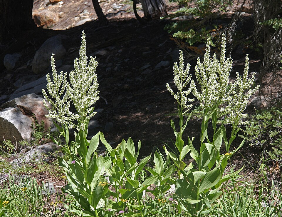 Veratrum californicum (Corn Lily) (alternate view 9)
